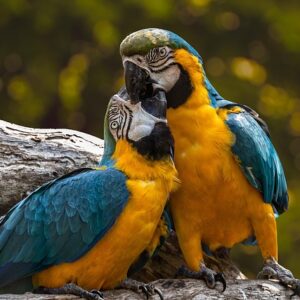 parrots, birds, perched, animals, feathers, plumage, beaks, bills, bird watching, ornithology, animal worlds, nature, exotic, couple, parrots, birds, birds, birds, birds, birds, couple