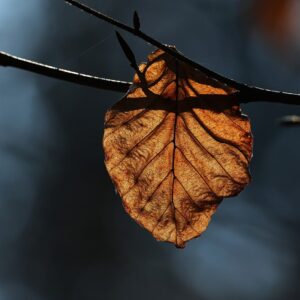 fall, leaf, autumn, spring, wilted, nature, light, forest