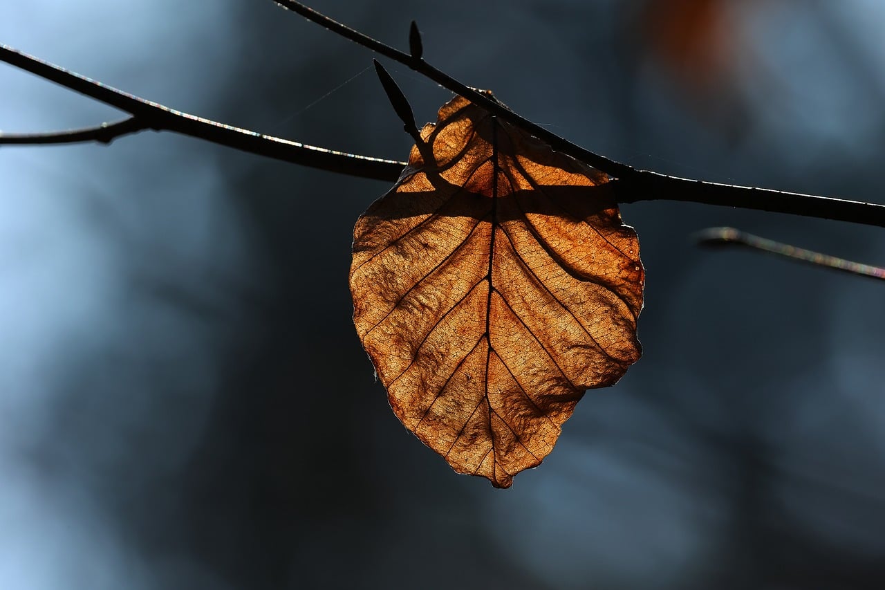 fall, leaf, autumn, spring, wilted, nature, light, forest